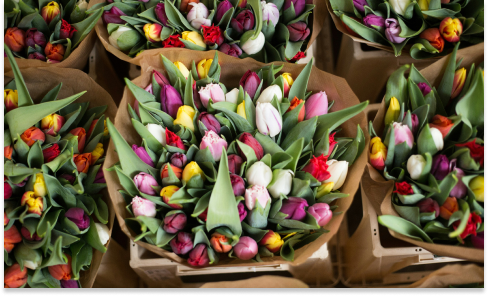 flowers in Amsterdam